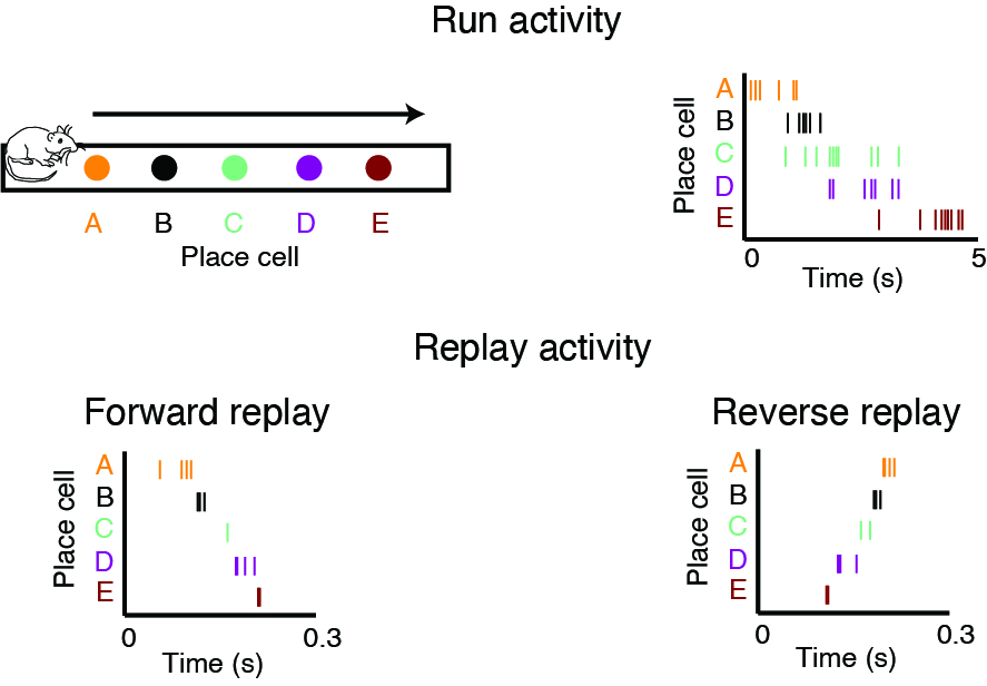 Sequence of place cells activity and reverse and forward replay events.