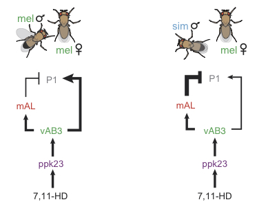 Chart that shows how inn both species, the pheromone 7,11-HD activates sensory neurons (ppk23) and interneurons (vAB3). In D. melanogaster (left), this activates P1 neurons, which triggers courtship. In D. simulans (right), the same process inhibits P1 neurons, preventing courtship