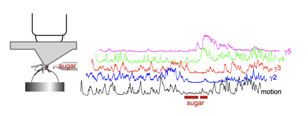Subsets of dopamine neurons are activated by sugar rewards (pink and green). Others are inhibited by rewards (blue and red). The animal's movement (black) also influences dopamine neuron activity