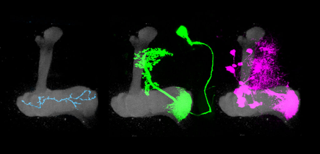 The axon of a Kenyon cell (left, blue) carries olfactory signals down the length of the lobe (gray). The dendrites of a single mushroom body output neuron (middle, green) are confined to one compartment of the lobe, the toe of the boot. Axons from roughly 15 dopaminergic neurons (right, magenta) target the same compartment as the dendrites of the output neuron.