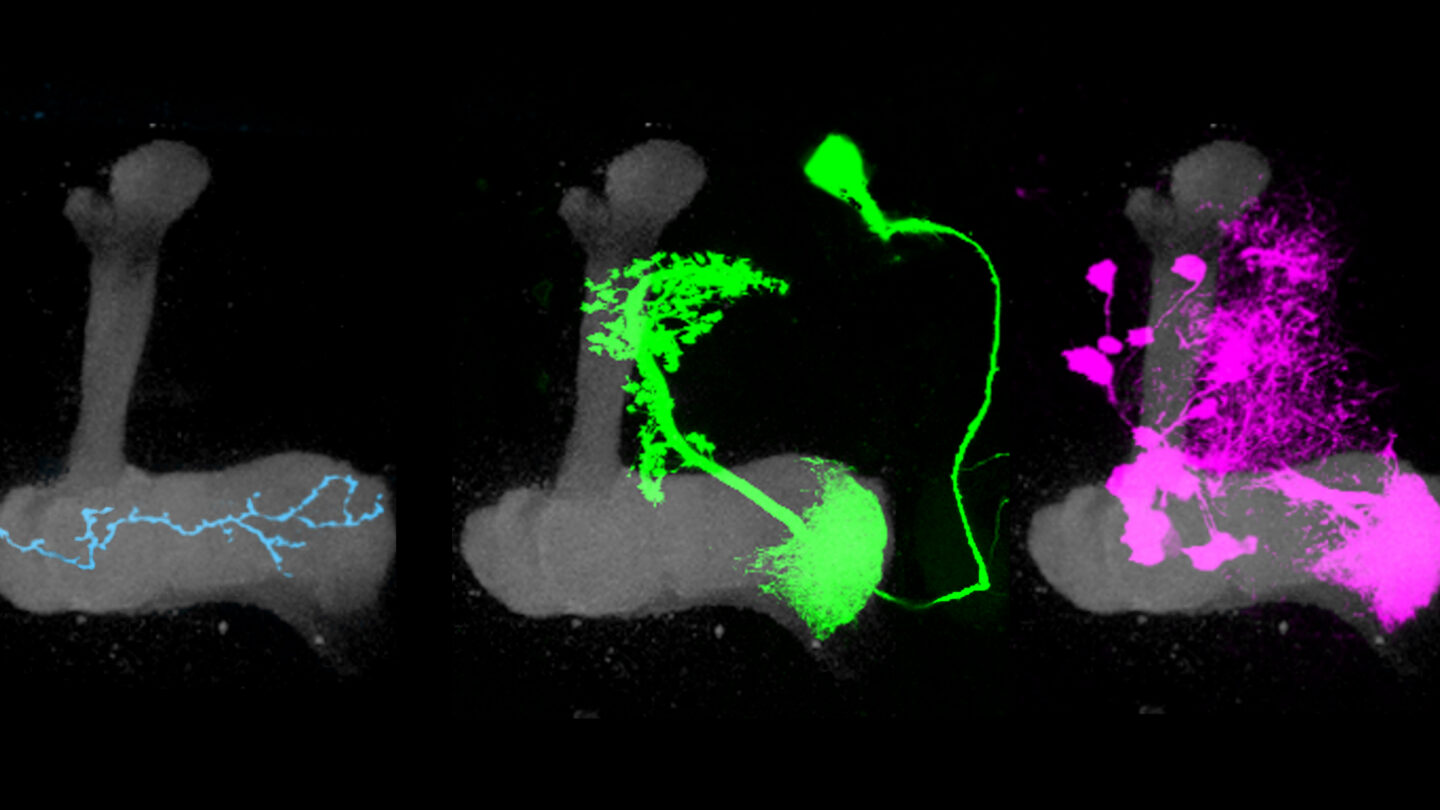 The axon of a Kenyon cell (left, blue) carries olfactory signals down the length of the lobe (gray). The dendrites of a single mushroom body output neuron (middle, green) are confined to one compartment of the lobe, the toe of the boot. Axons from roughly 15 dopaminergic neurons (right, magenta) target the same compartment as the dendrites of the output neuron.