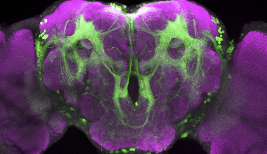 Brain scan showing how both D. melanogaster (top) and D. simulans (bottom) have similar neural circuitry