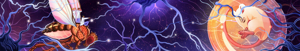 digital illustration of fly on the left and a mouse in a bubble on the right surrounded by nerves