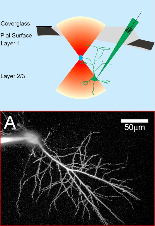 A schematic diagram of in vivo two photon excitation imaging of a neocortical pyramidal neuron. The cell was filled with a fluorescent calcium sensor using an intracellular microelectrode.