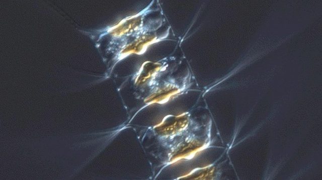 SCOPE_dinoflagellate_AR