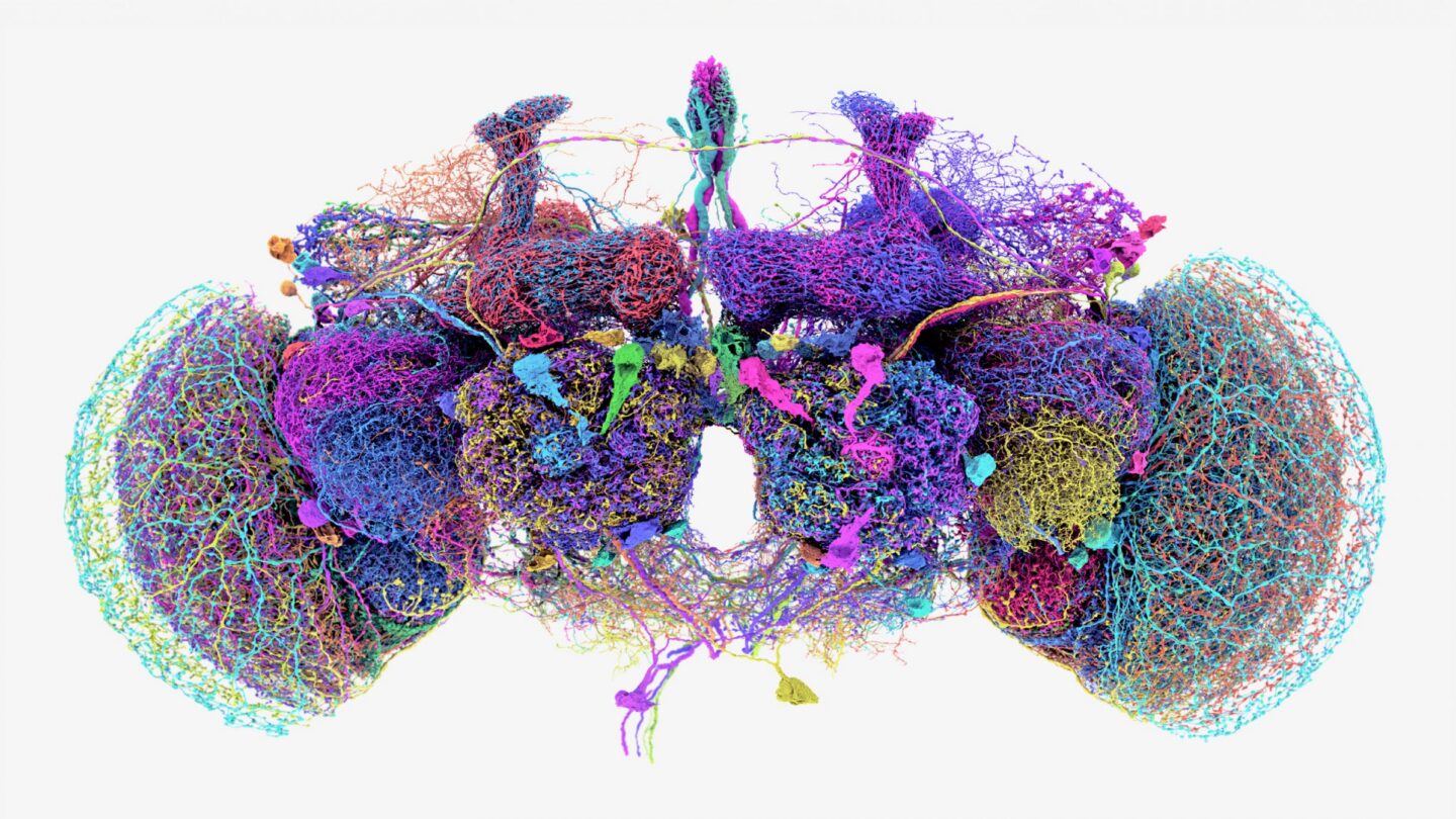50 largest neurons of the fly brain connectome.