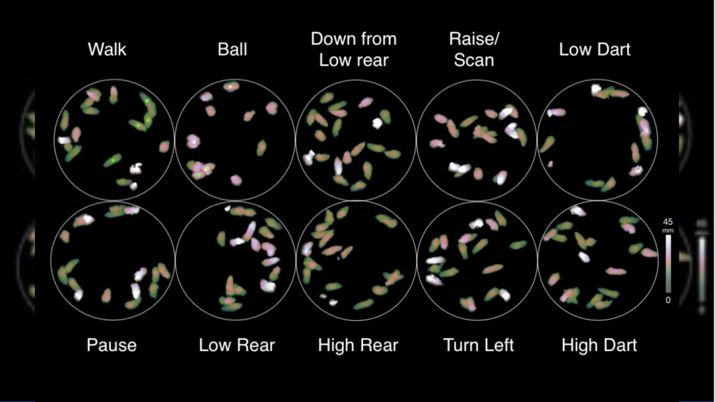 Datta Video of mouse behavior. Circles show differences for different actions: walk, ball, down from low rear, raise/scan, low dart, pause, low rear, high rear, turn left and high dart