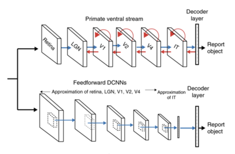 Feed-forward models (bottom) process information in just one direction. In the brain, however, the visual system (top) is not just feed-forward; it also sends information laterally and backward, as indicated by the red arrows