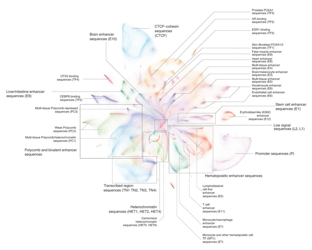A colorful map visualizes DNA enhancer and promoter regions, labeled with biological functions such as brain, liver, skin, prostate, and immune system enhancer sequences. Lines connect regions to detailed text annotations.