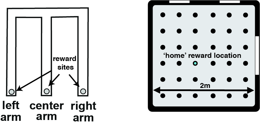 Schematic of simple 3 arm maze and open field.