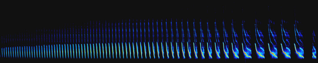 Singing mouse sonogram