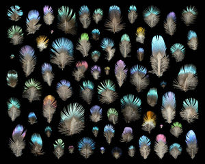 Various iridescent peacock feathers of different sizes are arranged in rows on a black background, displaying vibrant colors like blue, green, purple, and gold.