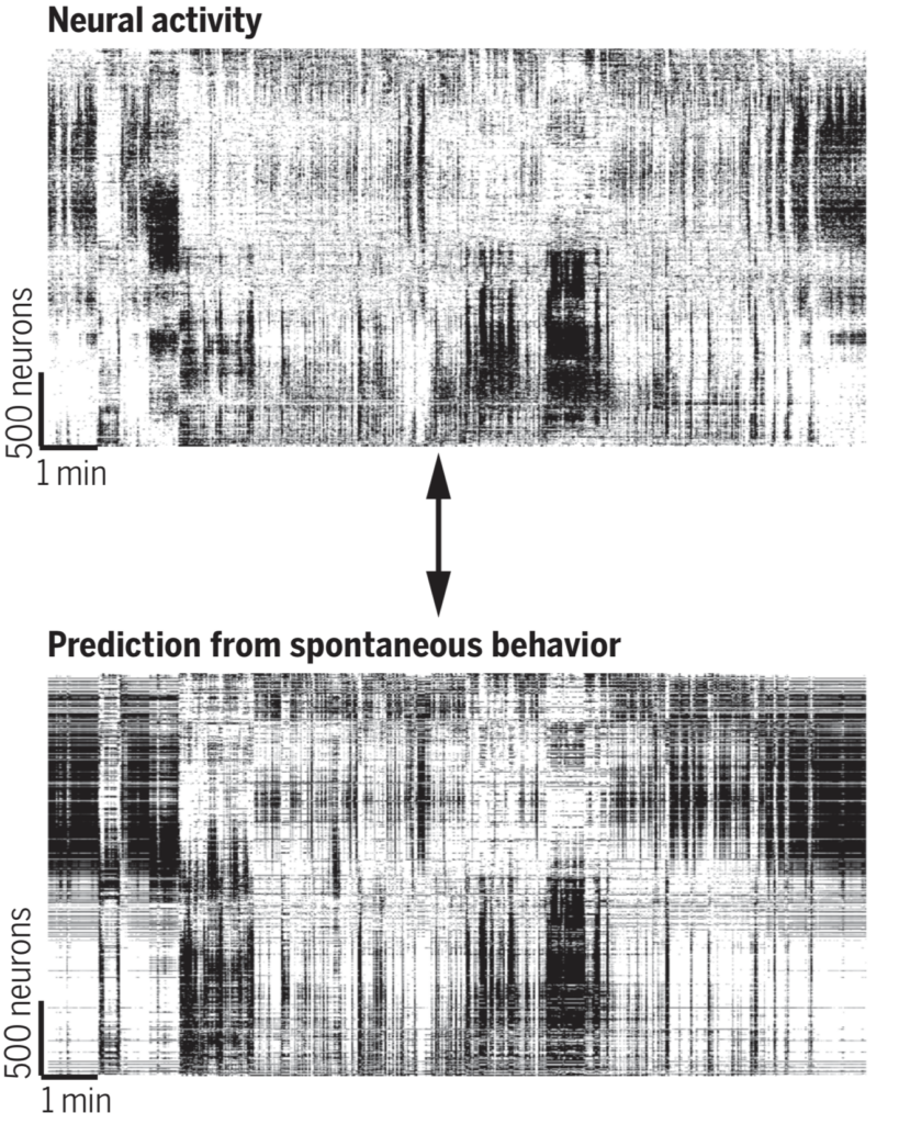 Plot of neural activity and predicted neural activity