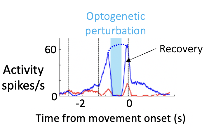 optogenetic perturbation