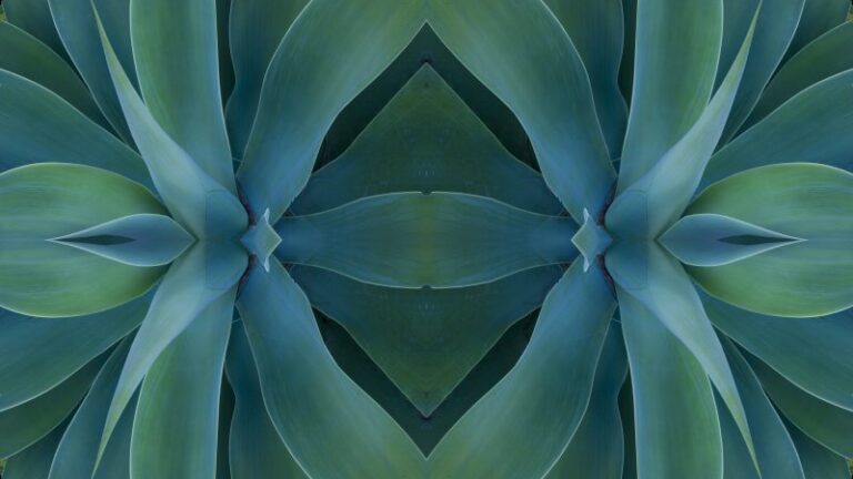 symmetrical plant leaves
