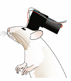 Illustration of a white rat with a black electronic device and colored wires attached to its head, possibly for a scientific or neuroscience experiment.