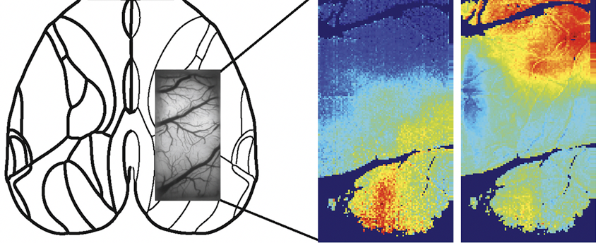 Image of a large swath of the rat brain