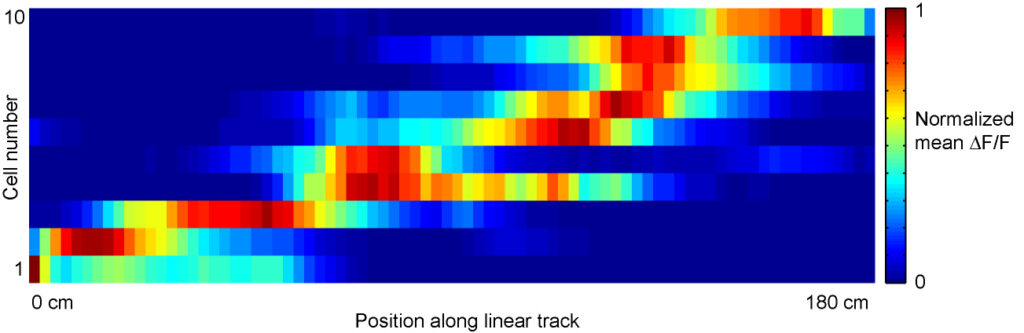 Heatmap showing normalized mean ΔF/F activity for 10 cells along a 180 cm linear track. Color bar indicates activity from 0 (blue) to 1 (red). Activity peaks shift rightward for higher-numbered cells.
