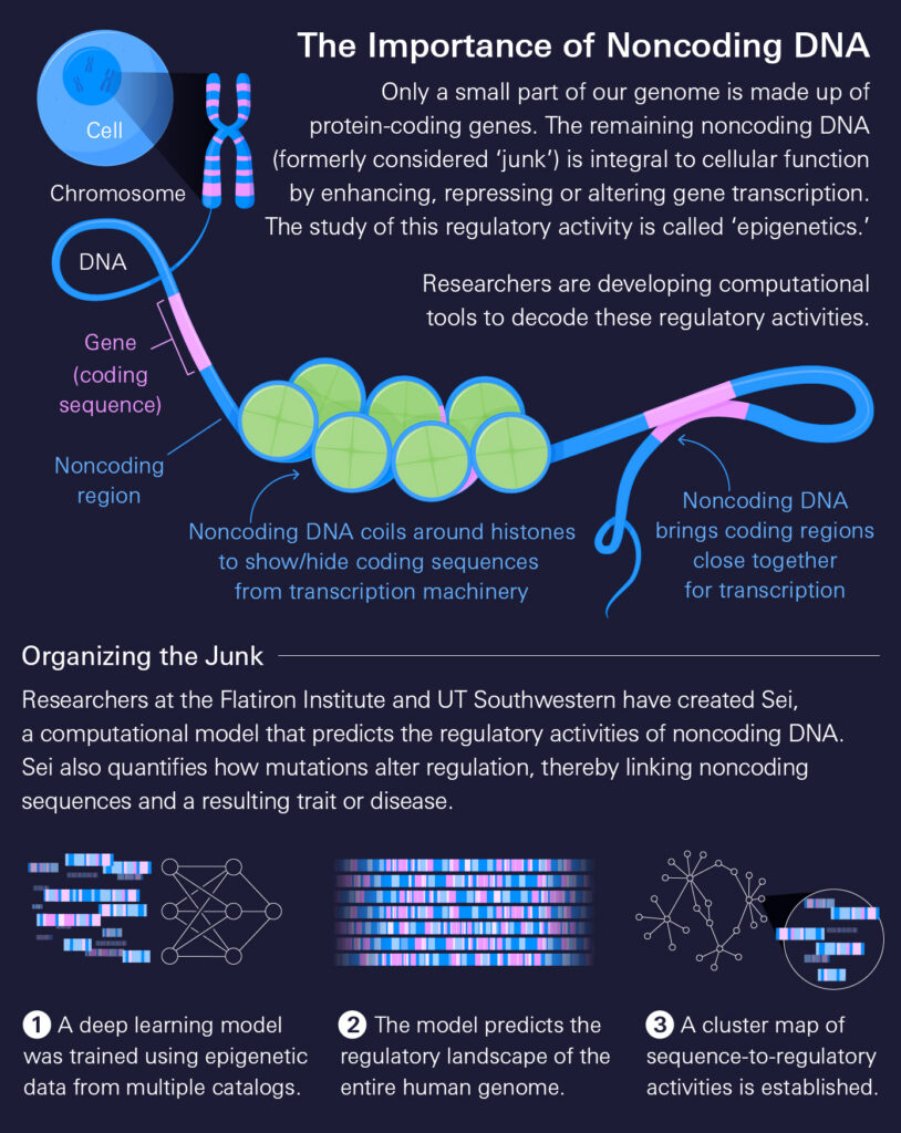 An infographic explains noncoding DNA, epigenetics, and how researchers use computational models to predict DNA regulation and mutations, with diagrams of DNA, genes, and chromatin folding.