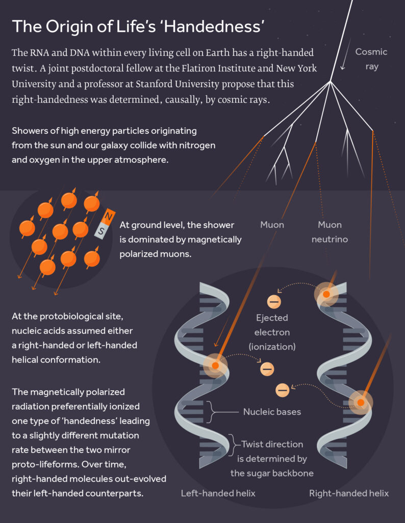 An infrographic showing how cosmic rays may explain nature’s preference for a uniform “handedness” among biology’s critical molecules.