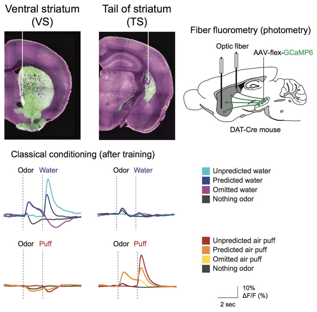 Dopamine neurons in the ventral striatum (green, top left) respond to rewards, such as water, and cues that predict a reward. Dopamine neurons in the tail of striatum (green, top middle) respond to aversive stimuli, such as an air puff, and cues that predict air puffs.