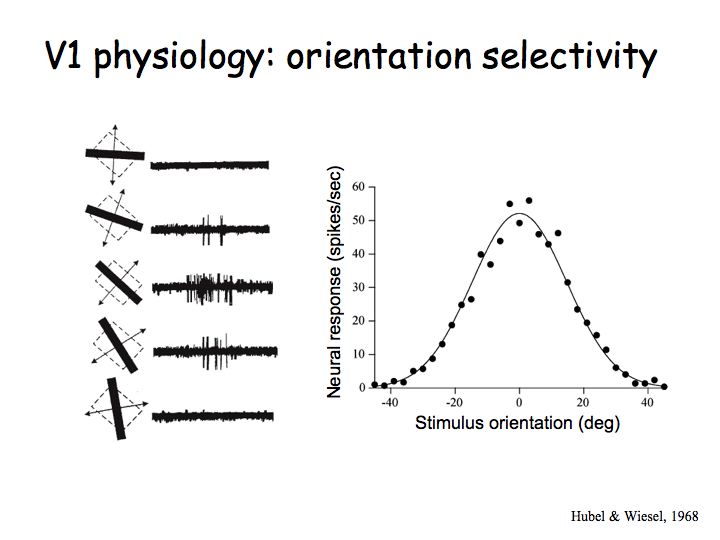 Classic neuron tuning curve