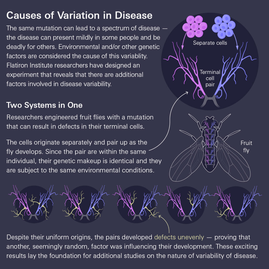 Diagram shows how genetically identical fruit fly cells develop different variations in disease due to factors beyond genetics, with labeled images of separate and paired cells and a fruit fly illustration.