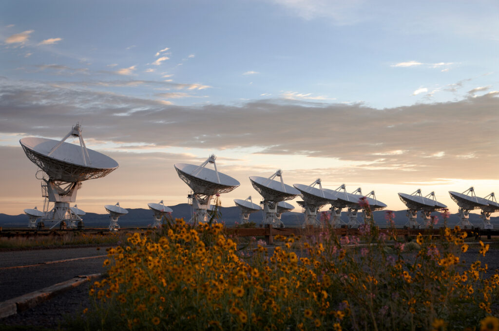 Large white satellite dishes are lined up in a field at sunset, facing the same direction. Yellow wildflowers grow in the foreground, and the sky is partly cloudy with soft sunlight.