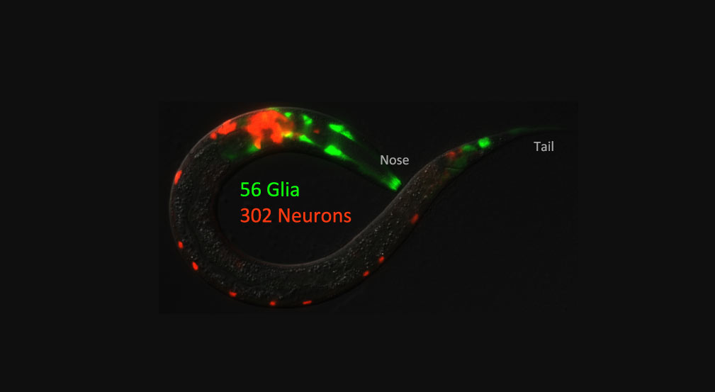 Microscopy image of worm neurons and glia. Red dots run along its length and towards one end, while green dots are clustered at opposite ends of the worm. Green text states 