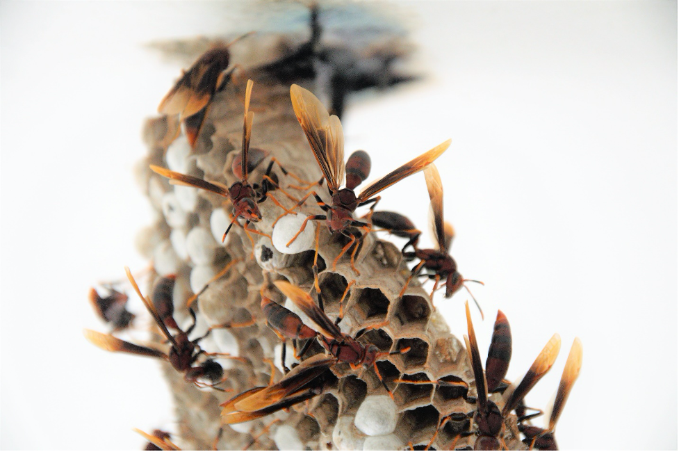 Close-up image of polistes paper wasps in Panama