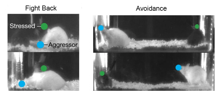 mice in avoidant and aggressive postures