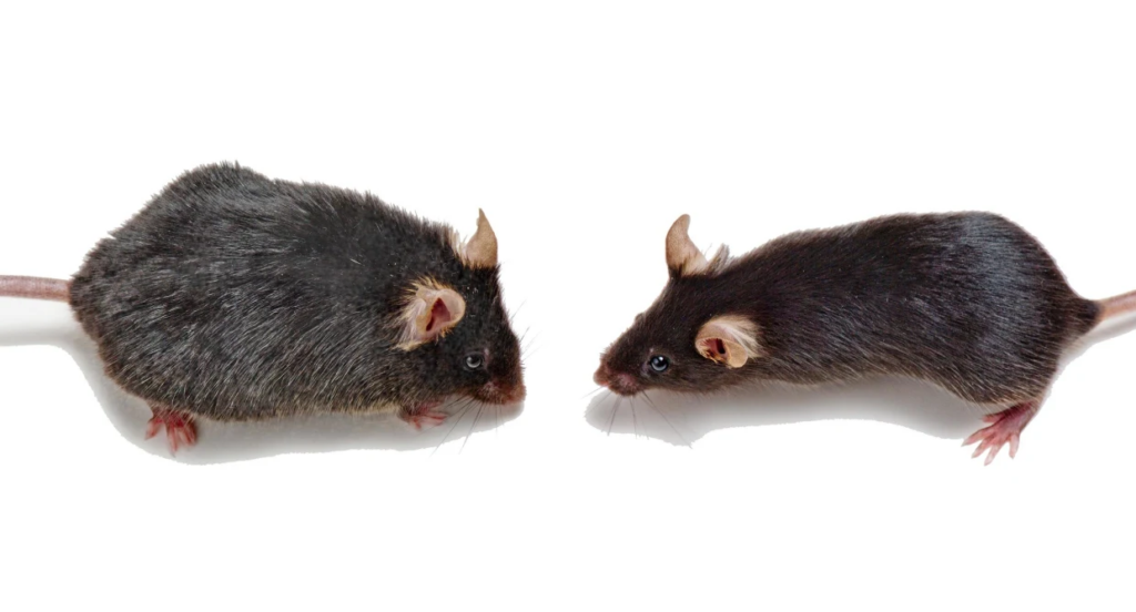 An old mouse and a young mouse