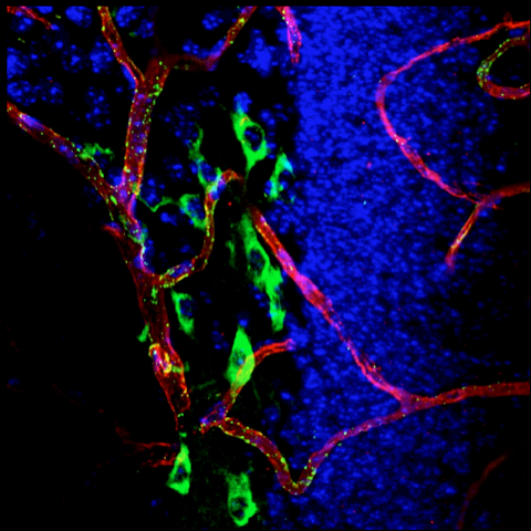 Neurons Vasculature