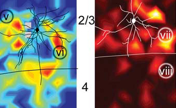 Colorful brain map with neuron outlines, numbered regions (v, vi, 2/3, 4, vii, viii), and heatmap patterns in blue/yellow on the left and red on the right for different brain areas.