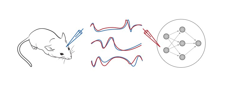 mouse on left, lines on right showing neural networks. In the middle neural activity.