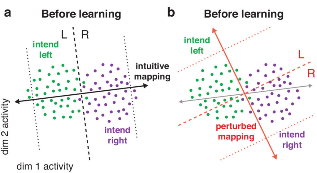 Two charts showing how variability increases horizontally but decreases vertically. With reassociation, the neural repertoire remains the same, as shown by the pattern of green and purple dots. But some purple dots become green and vice versa, indicating that an activity pattern once tied to rightward movement now moves the cursor left (green dots above the dashed red line and to the right of the solid red line)