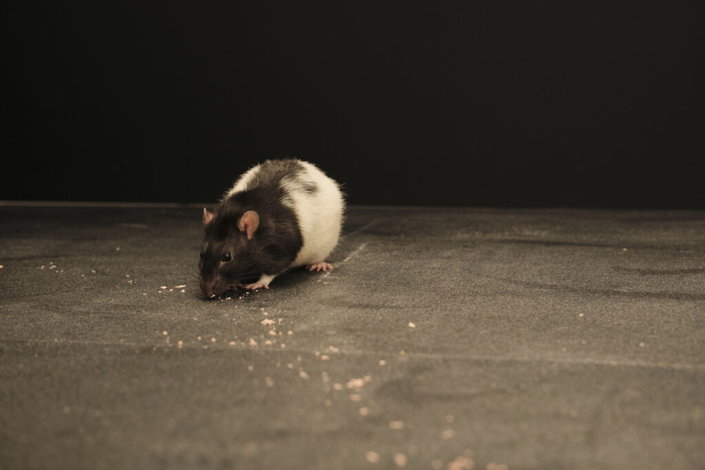 Rat eating crumbs