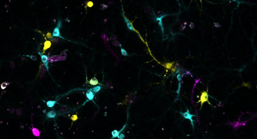 Barcoded neurons being sequenced in situ using BaristaSeq