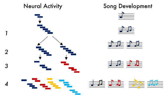 Diagram shows neural activity branching down four rows and corresponding song notes developing from blue to red to yellow, indicating changes in both neural patterns and musical sequences over time.