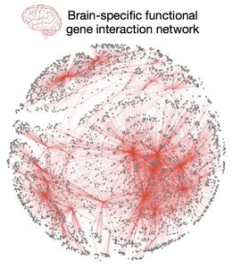 A circular diagram shows a brain gene interaction network with many black dots connected by red lines, illustrating gene interactions. Brain-specific functional gene interaction network is labeled above with a brain icon.