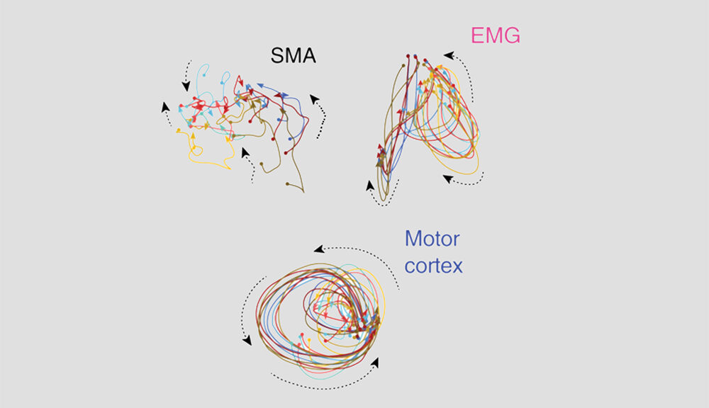 Supplementary motor area (SMA), motor cortex and muscle cells (EMG) in a figure.
