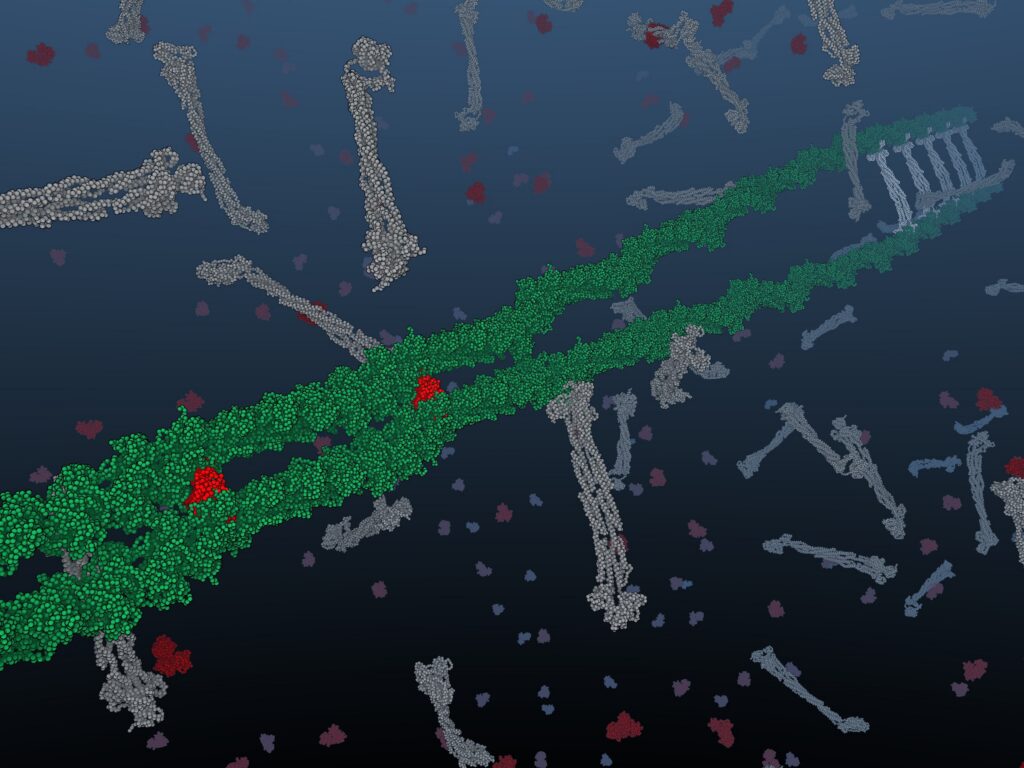 A 3-D model of the semiflexible polymer F-actin in a actin cytoskeleton with actin-binding proteins.