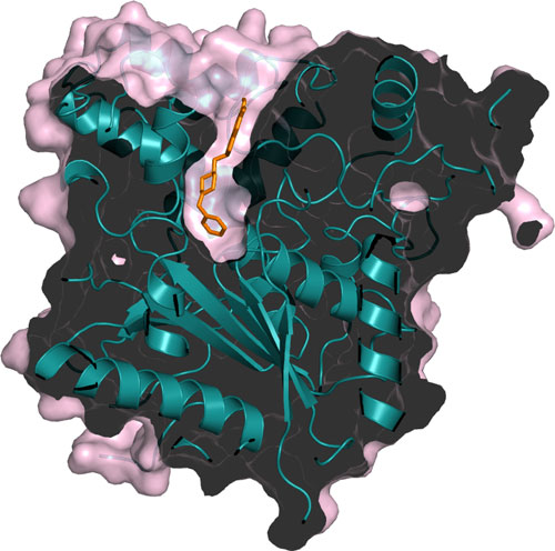 3D molecular structure showing a protein with teal helices and strands, a pink semi-transparent surface, and an orange ligand bound within a groove in the protein.