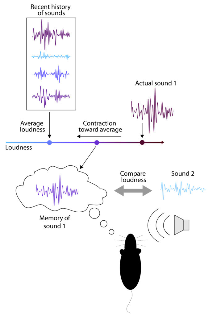 Diagram showing how an animal's previous experience influences its perception