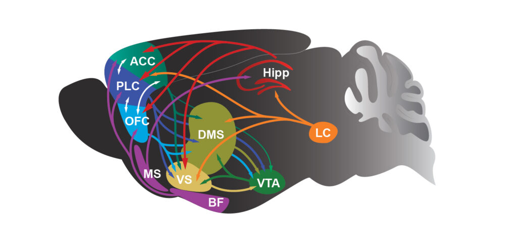 brain regions