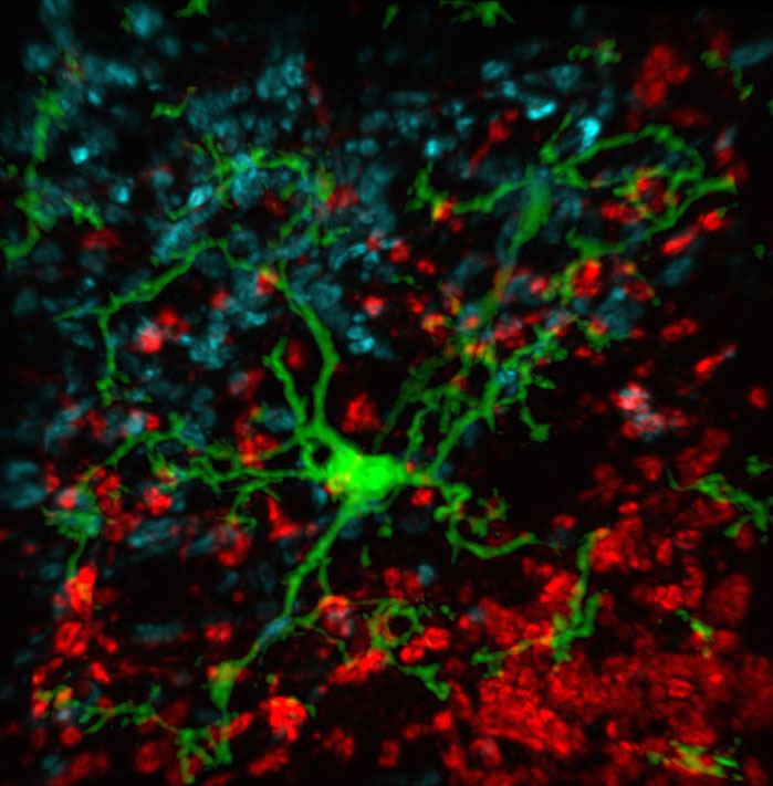 Microscopic image of microglia (green) in the visual thalamus prune synapses (red and blue) coming from the retina.