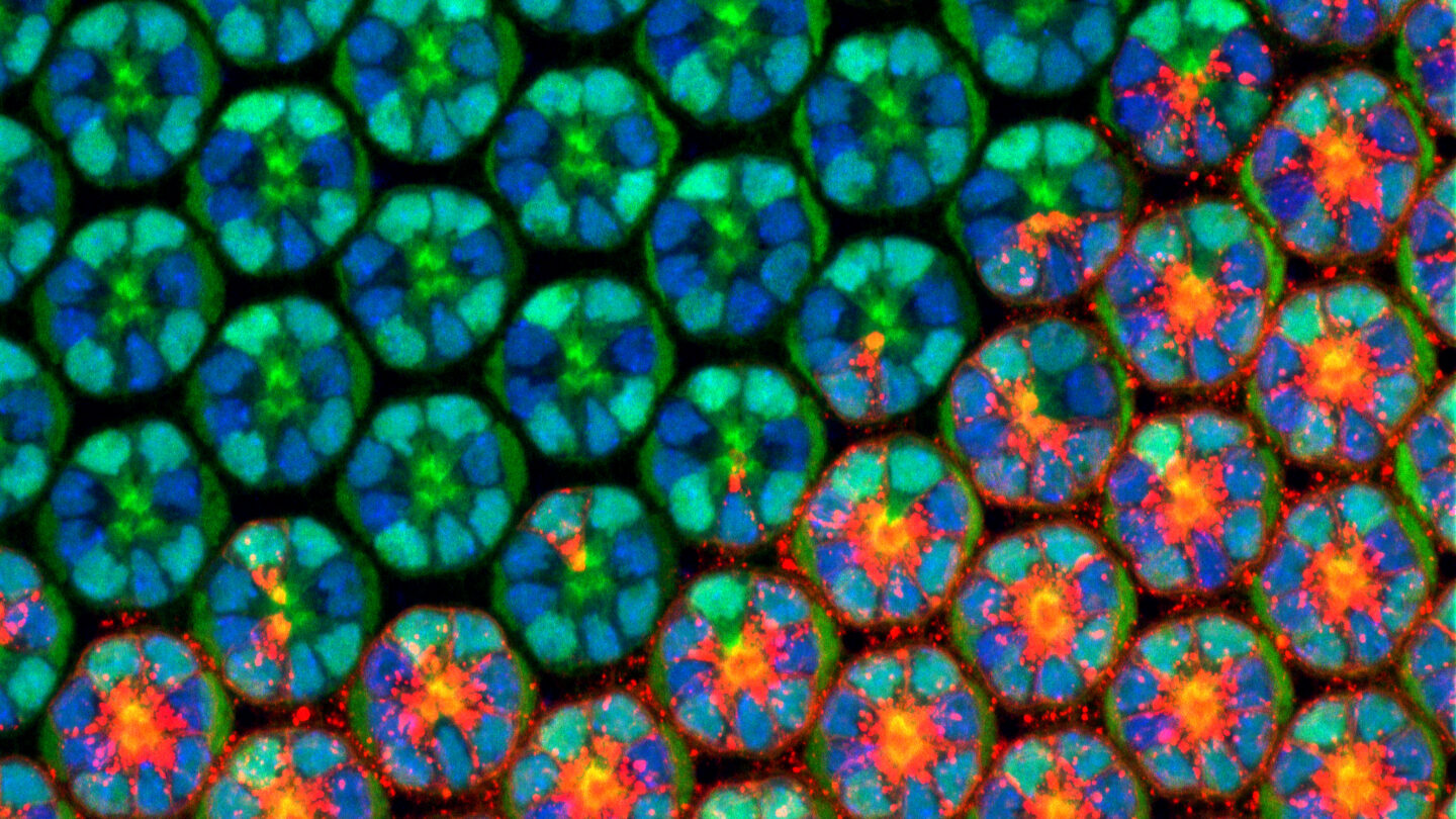 Image showing how structural complexity emerges during the development of a fruit fly’s eye