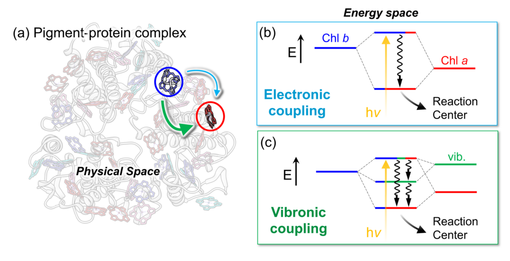 Diagram showing a pigment-protein complex and energy diagrams. Panels illustrate electronic coupling via Chl b and Chl a, and vibronic coupling including vibrational states, both transferring energy to a reaction center.