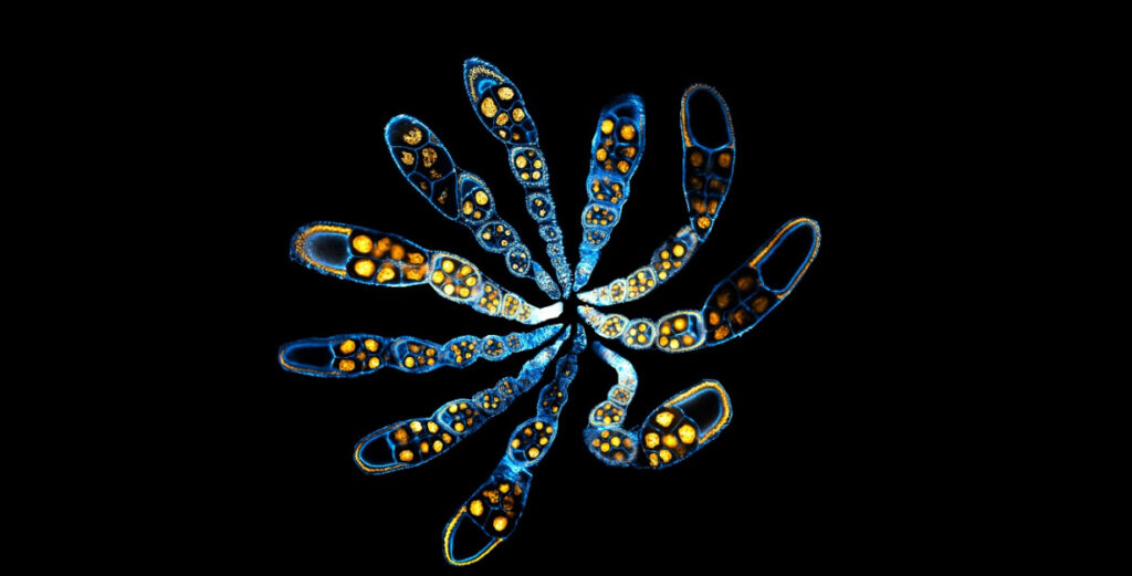 Image of genomic instructions and self-organizing physical mechanisms to embryonic development