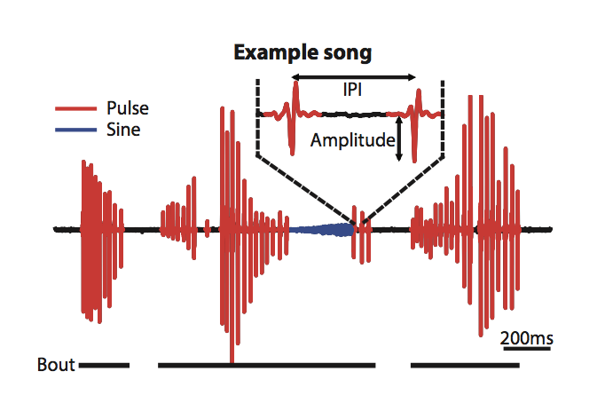 Graph showing how male flies sing in bouts, alternating between different modes of song, pulse (red) and sine (blue)